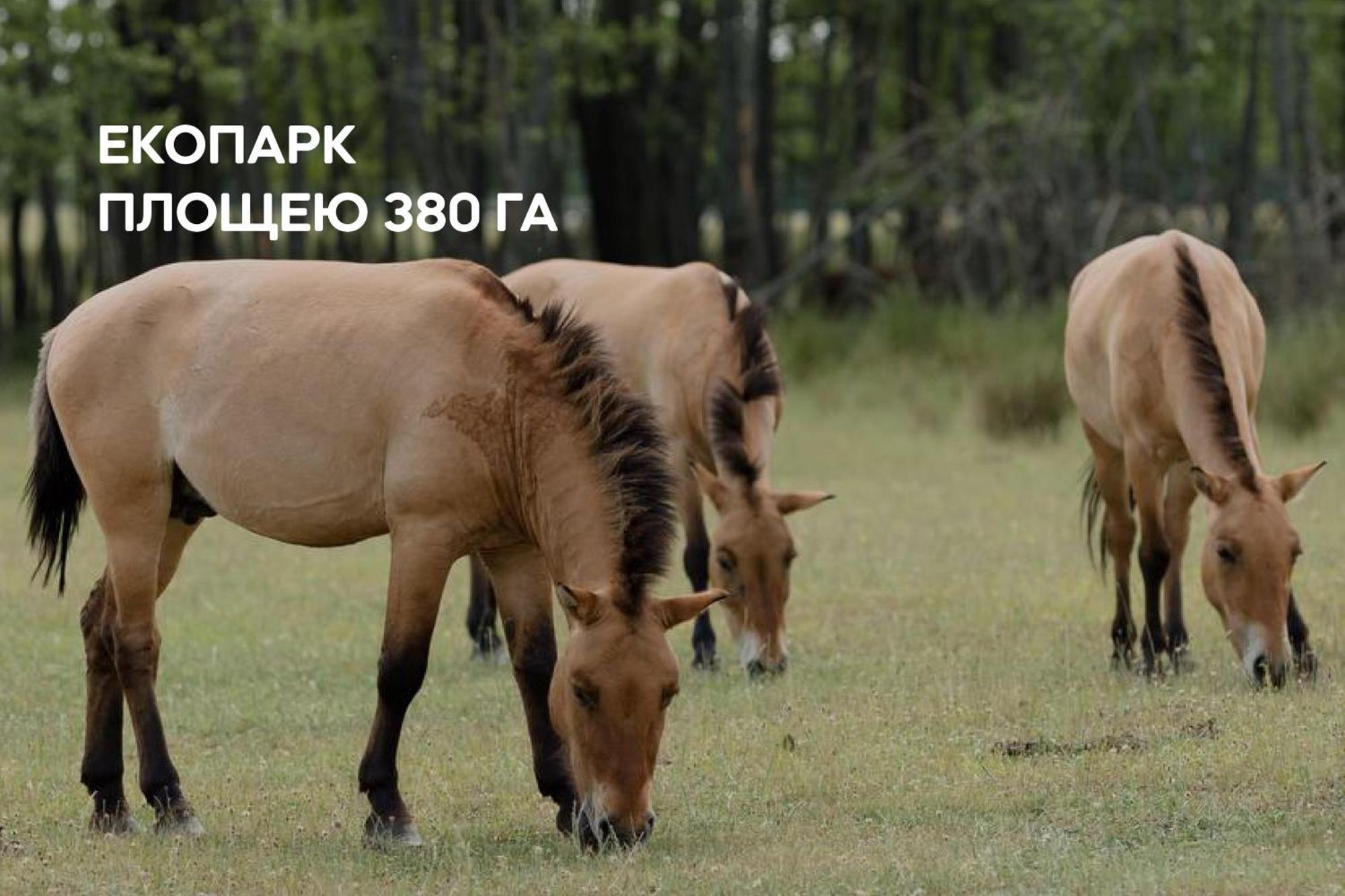 Dereville Sokolovka Bagian luar foto