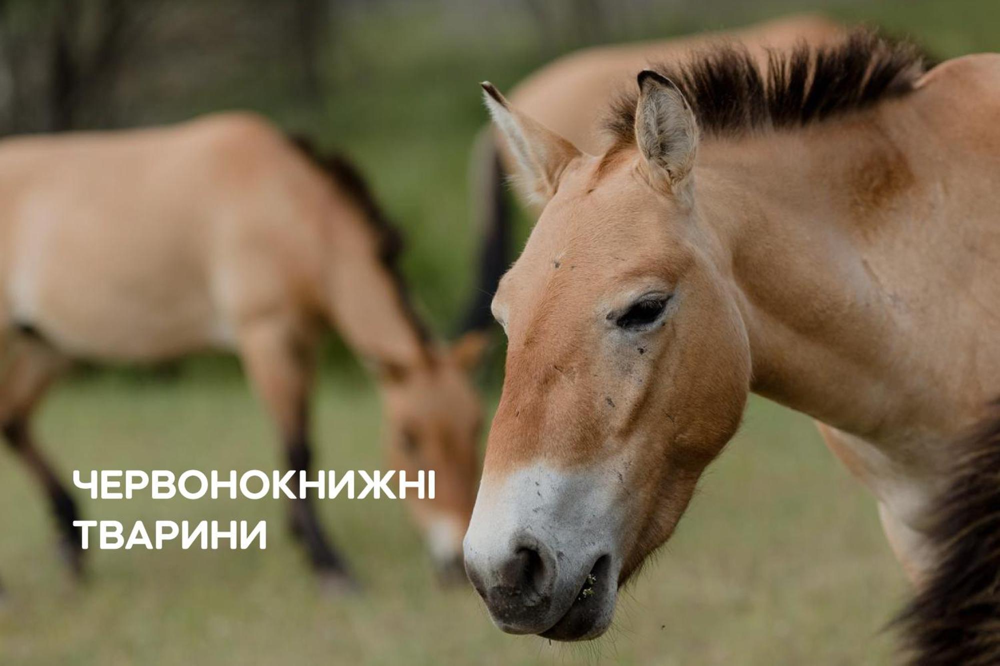 Dereville Sokolovka Bagian luar foto