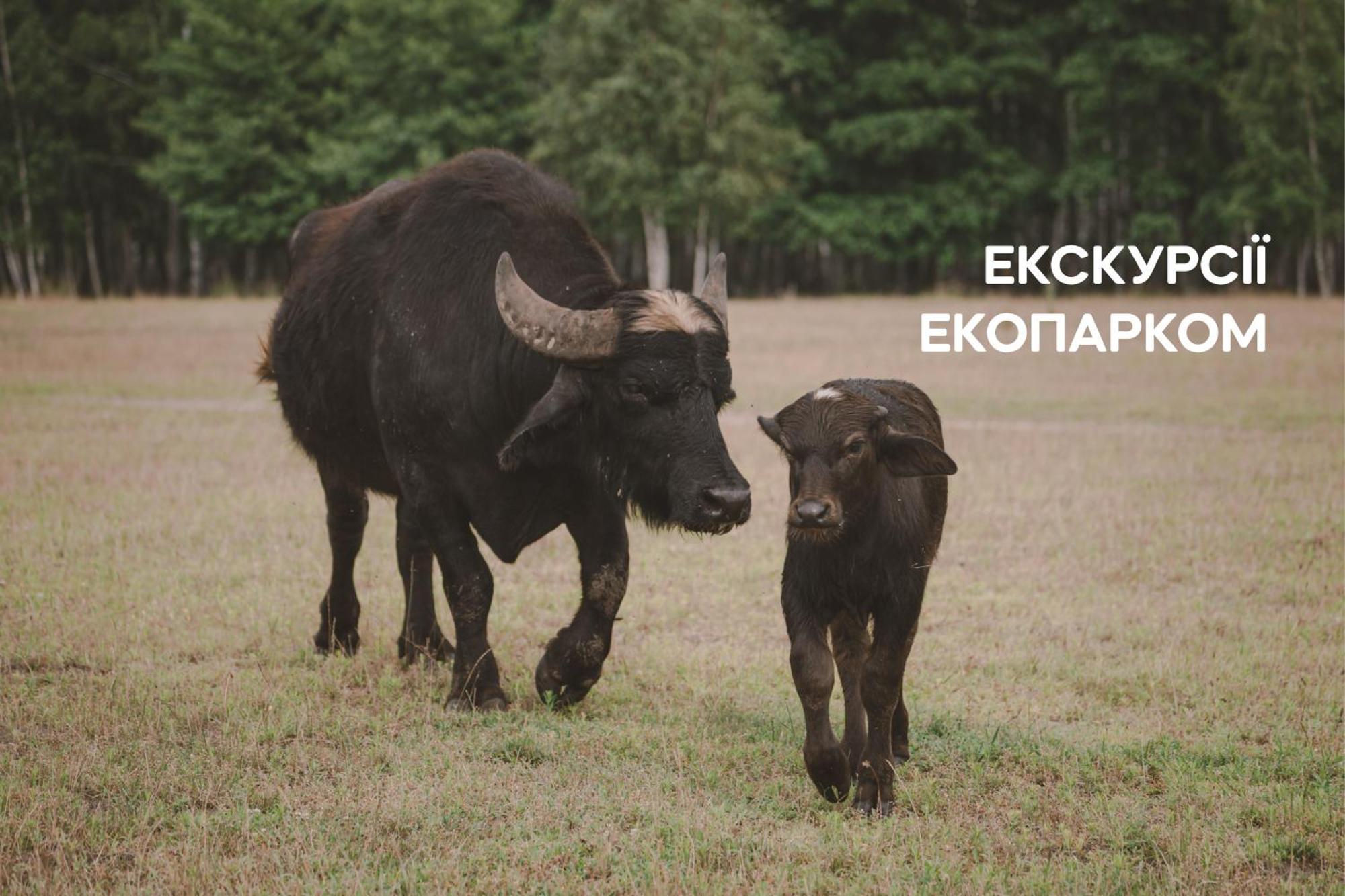 Dereville Sokolovka Bagian luar foto