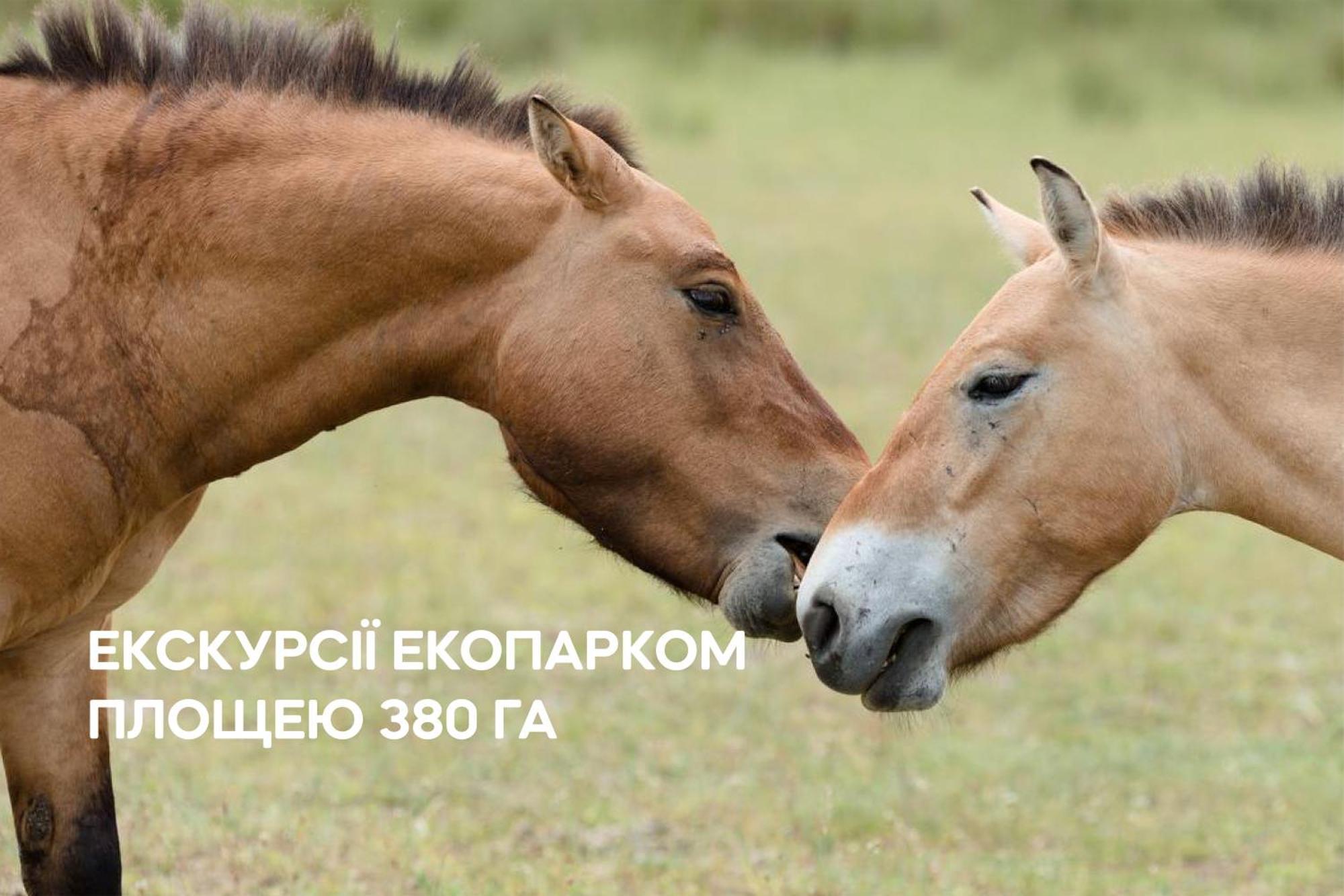 Dereville Sokolovka Bagian luar foto