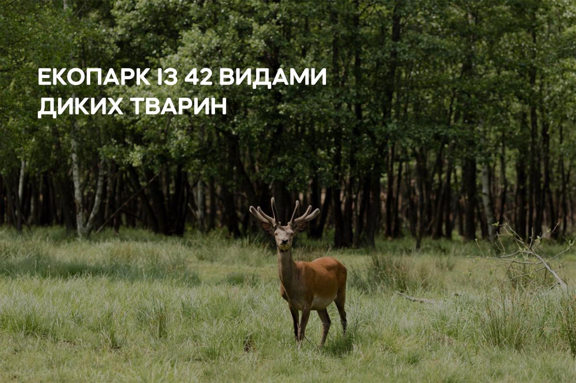 Dereville Sokolovka Bagian luar foto