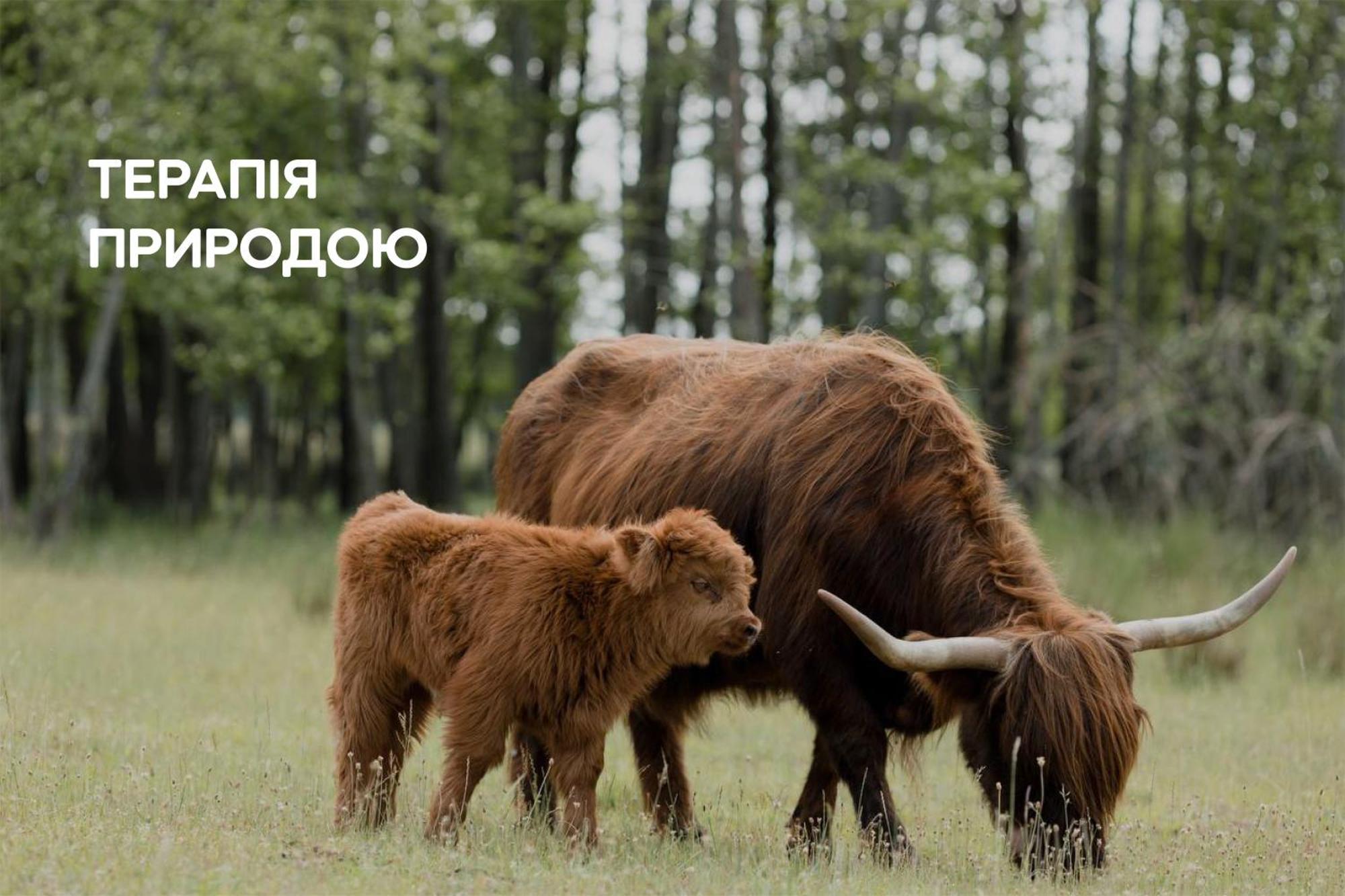 Dereville Sokolovka Bagian luar foto